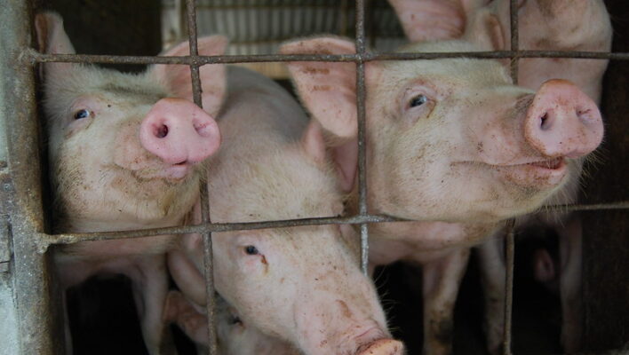 Bild på grisar i bur.
